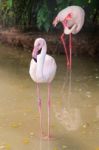 White Flamingo Pink Beak In Water Stock Photo