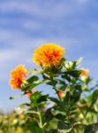 Safflower Stock Photo