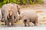 Elephants At The Bank Of Chobe River In Botswana Stock Photo