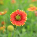 Red Flower With Bees Stock Photo