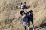 Wild Dogs In Namibia Stock Photo