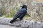 Common Raven (corvus Corax) Stock Photo