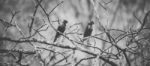 Rainbow Lorikeet Stock Photo