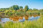 Small Pond In The Woods Stock Photo