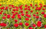 Yellow And Red Tulips Stock Photo