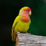 Lovebird Stock Photo