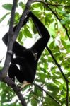 Black Gibbon Climbing Tree Stock Photo