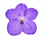 Violet Orchid On White Stock Photo