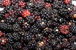 Blackberries Stock Photo