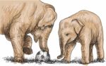 Elephant Playing Football, Sketch Free Hand Draw Illustration Stock Photo