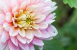 White Pink Dahlia Flower Stock Photo