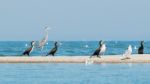 Heron, Cormorants And Gulls Stock Photo