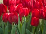 Red Tulip Stock Photo