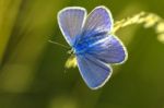 Blue Butterfly Stock Photo