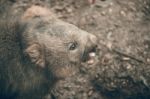 Adorable Large Wombat During The Day Looking For Grass To Eat Stock Photo