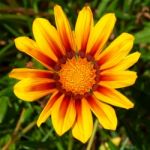 Gazania Stock Photo