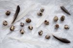 Quail Eggs Flat Lay Still Life With Food Stylish Stock Photo