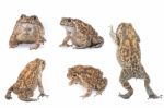 Toad Collection Stock Photo