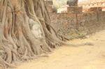 Sandstone Buddha Head Covered Tree Root Front Brick Wall Stock Photo