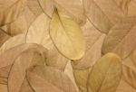 Dry Leaves Autumn Background Stock Photo