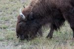 American Bison (bison Bison) Stock Photo