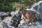 The Iberian Wolf Stock Photo