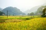 Close Up Rice Fields On Terraced Of Yellow Green Rice Field Landscape Stock Photo