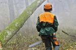 Lumberjack In Forest Stock Photo