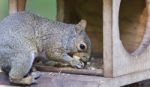 Postcard With A Funny Squirrel Eating Nuts Stock Photo