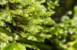 Macro Water Drop On Plant In Nature Stock Photo