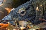 Komodo Dragon (varanus Komodoensis) Stock Photo