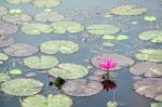 Red Flower Of Water Lily Stock Photo