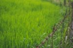 Fenced Field With Green Grass Stock Photo