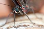 Blue Morpho Butterfly ( Morpho Peleides) Feeding On Some Rotting Stock Photo