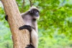 Dusky Leaf Monkey Or Trachypithecus Obscurus On Tree Stock Photo