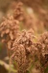 Field Of Australian Sorghum Stock Photo