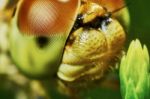 Portrait Of A Dragonfly Stock Photo