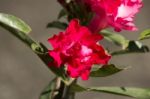 Soft Pink Desert Rose Flowers Stock Photo