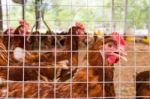 Flock Of Chickens In Cage. Close Up Stock Photo