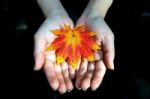 Autumn Maple Leaves In Girl Hands Stock Photo