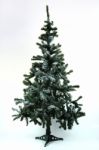 Christmas Tree Stock Photo