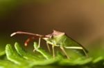 Southern Green Stinkbug (nezara Viridula) Stock Photo