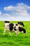 Cows On A Green Field And Blue Sky Stock Photo