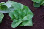 Vegetable Garden Stock Photo