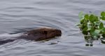 Beautiful Isolated Image Of A Beaver Swimming In The Lake Stock Photo