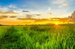 Landscape Of Cornfield And Green Field With Sunset On The Farm Stock Photo