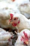 Sick Chicken Or Sad Chicken In Farm,epidemic, Bird Flu, Health Problems Stock Photo