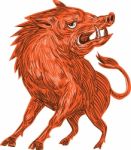 Angry Razorback Ready To Attack Drawing Stock Photo