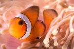 Clownfish With Sea Animone In Andaman South Of Thailand Stock Photo