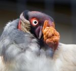 Beautiful Close-up Of A Funny King Vulture Stock Photo